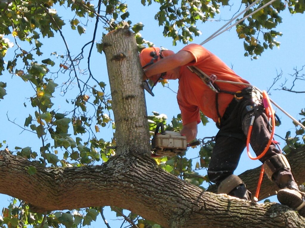 Tree Lopping