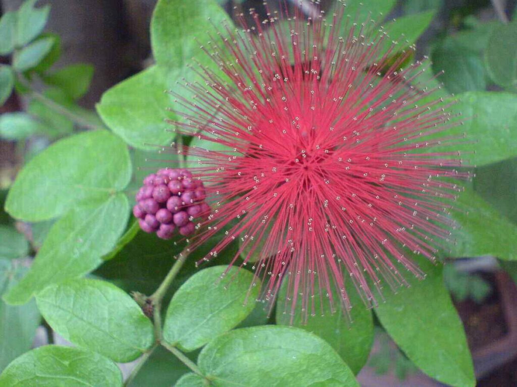 Florida Natives Seeds