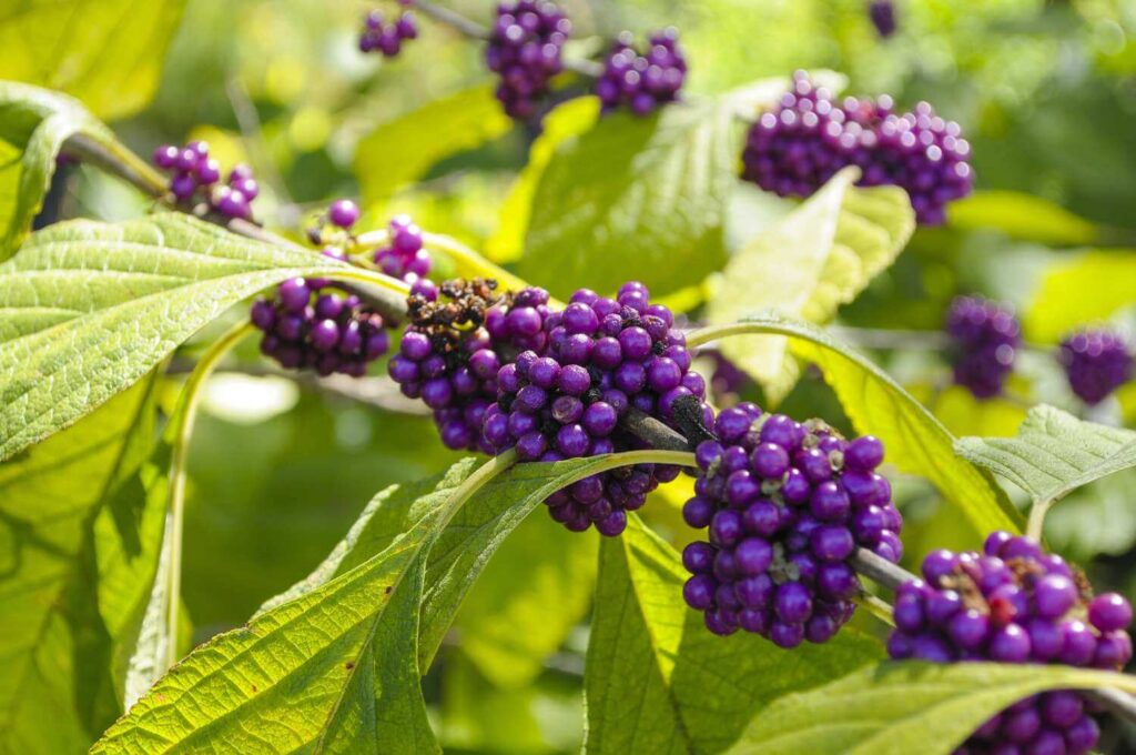 Florida Natives Seeds