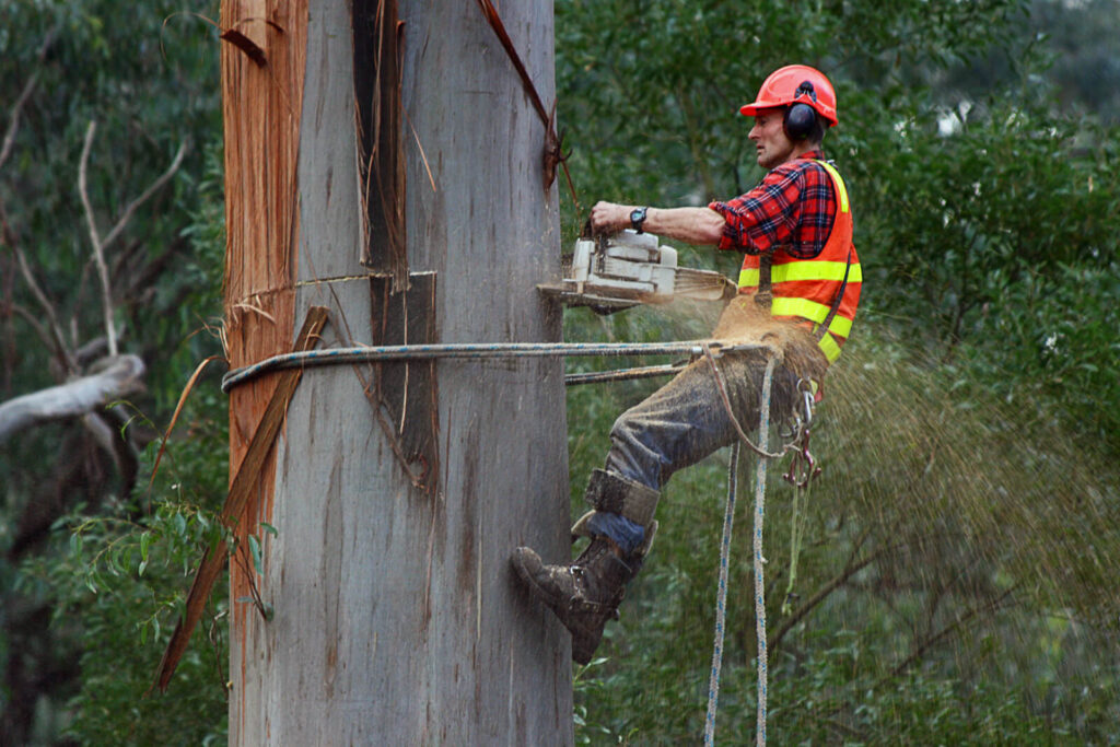 Tree Lopping