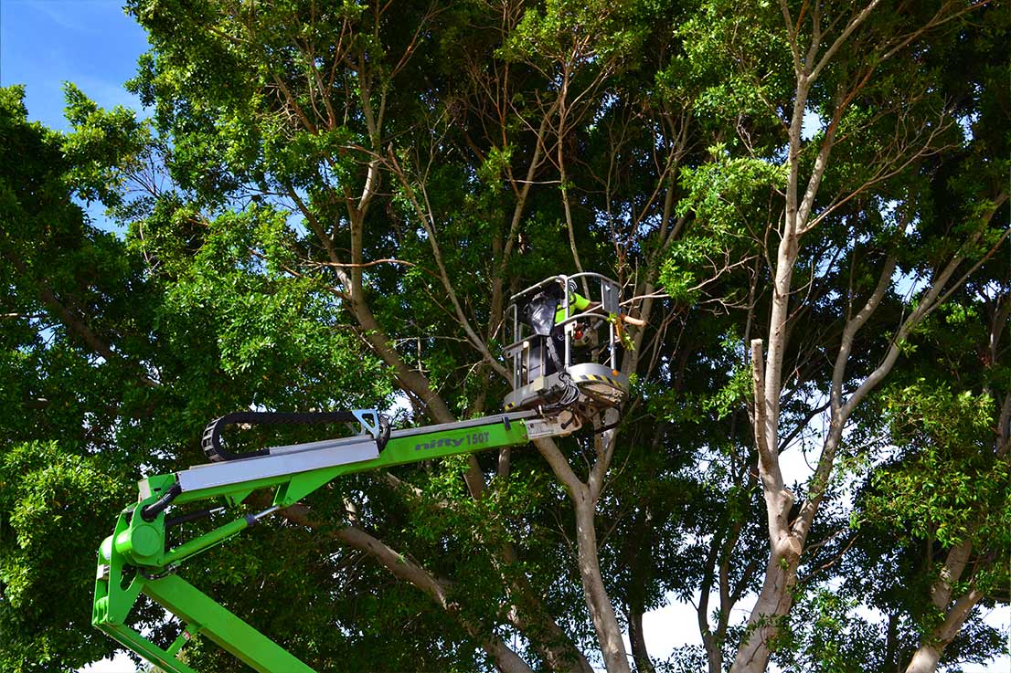 When Is Tree Lopping Necessary, and When Should You Avoid It?