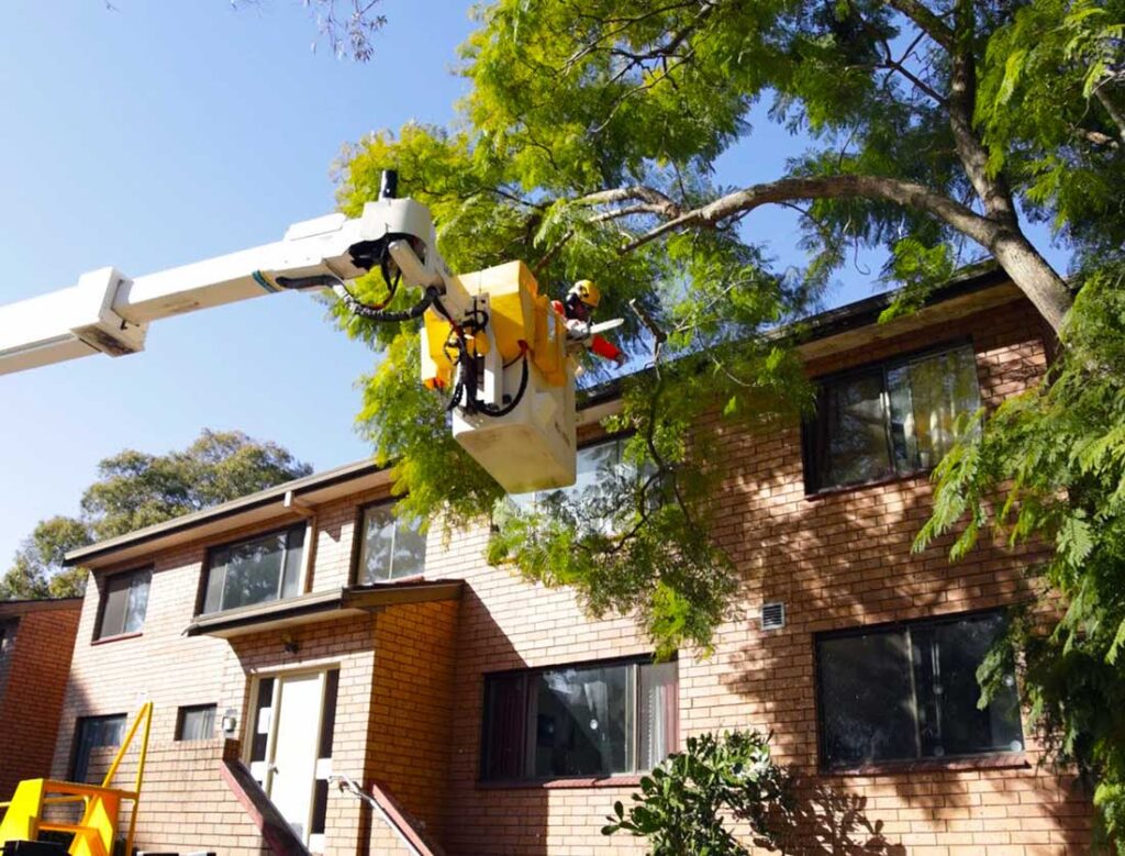 Tree Lopping