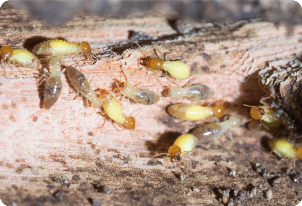 Termite Control Sydney