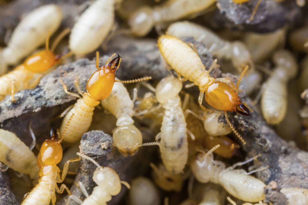 Termite Control Services
