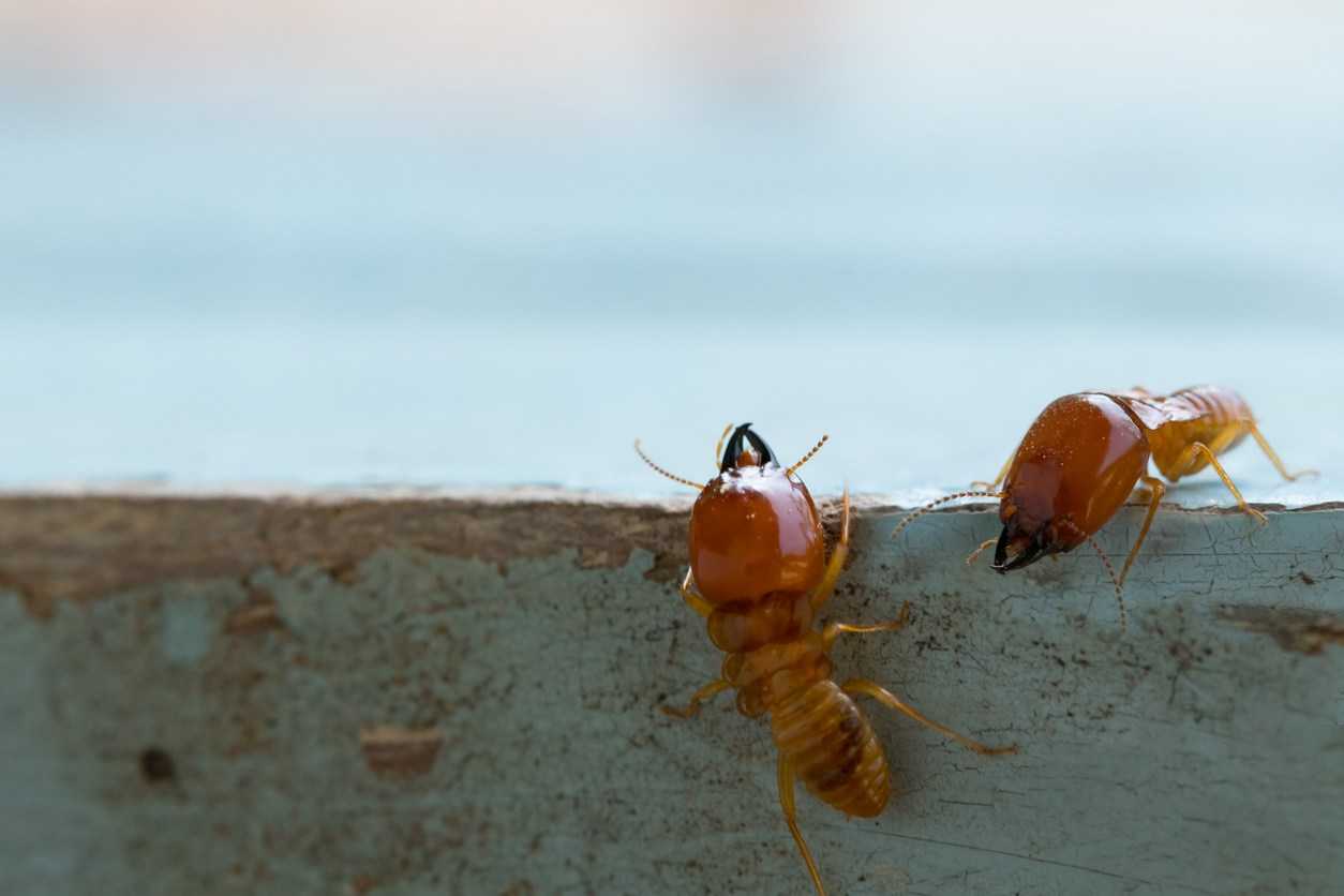 Why Termite Control Services Are Essential for Sydney Homes