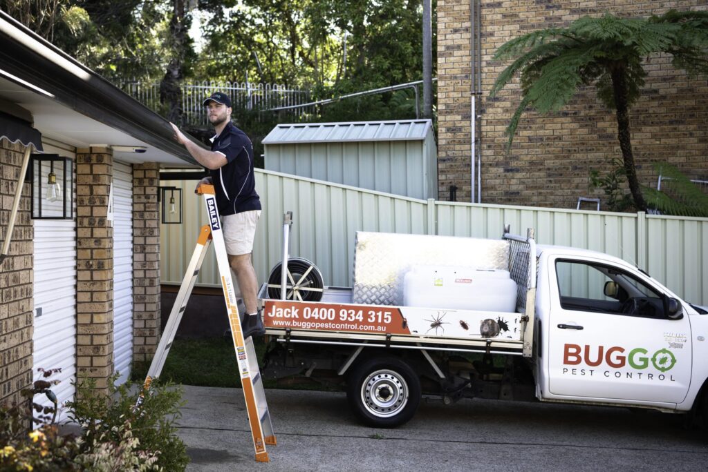 Termite Control Sydney