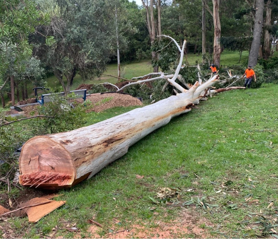 Stump Removals as Part of Sydney’s Larger Ecological Maintenance Cycle