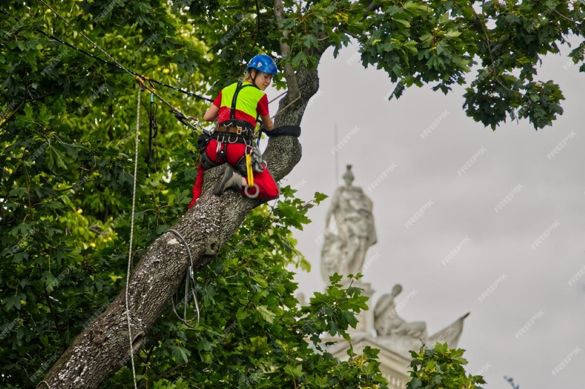 Expert Arborist Services in Lane Cove